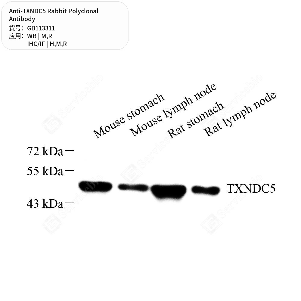 Антитела первичные, поликлональные кролика к TXNDC5 крысы, мыши, человека, 50 мкл