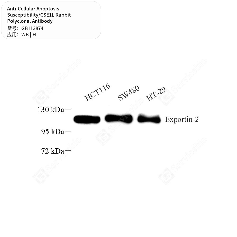 Антитела первичные, поликл. кролика к Cellular Apoptosis Susceptibility/CSE1L человека, 100 мкл