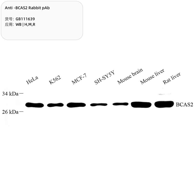 Антитела первичные, поликлональные, BCAS2, 100 мкл
