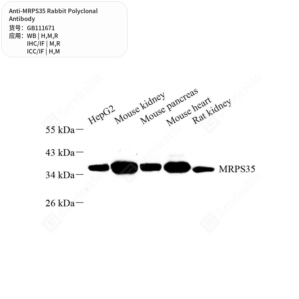 Антитела первичные, поликлональные кролика к MRPS35 крысы, мыши, человека, 100 мкл