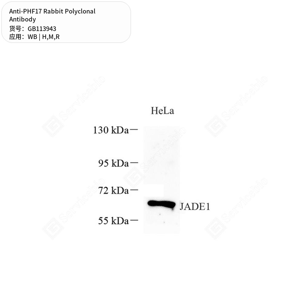 Антитела первичные, поликлональные кролика к PHF17 крысы, мыши, человека, 100 мкл