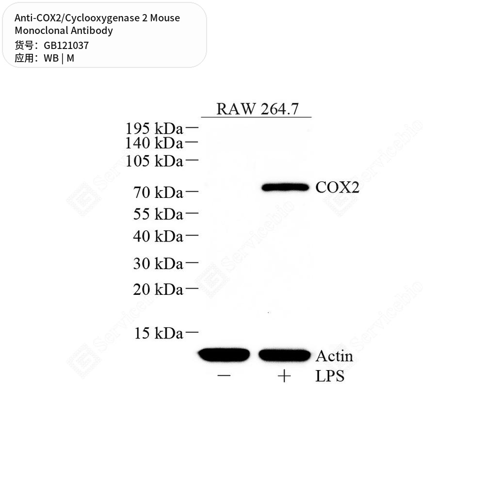 Антитела первичные, моноклональные мыши к COX2/Cyclooxygenase 2 мыши, 50 мкл