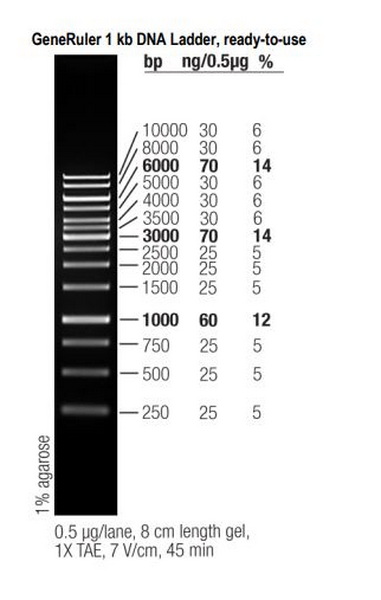 Маркеры молекулярной массы ДНК, 250-10000 п.о., GeneRuler 1 kb DNA, гот. к исп. (14 фр.), 50 мкг