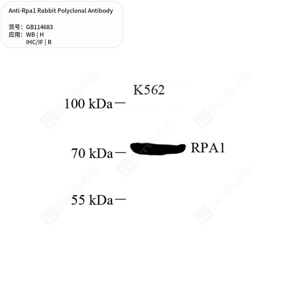 Антитела первичные, поликлональные кролика к Rpa1 крысы, человека, 50 мкл