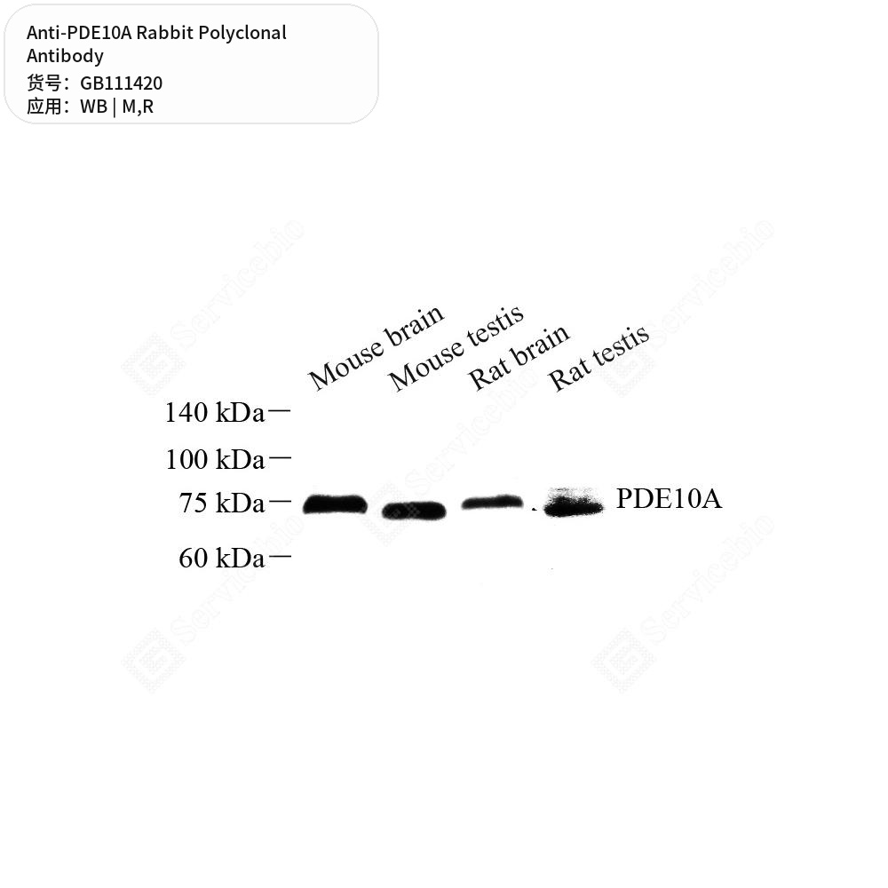 Антитела первичные, поликлональные кролика к PDE10A крысы, мыши, 100 мкл