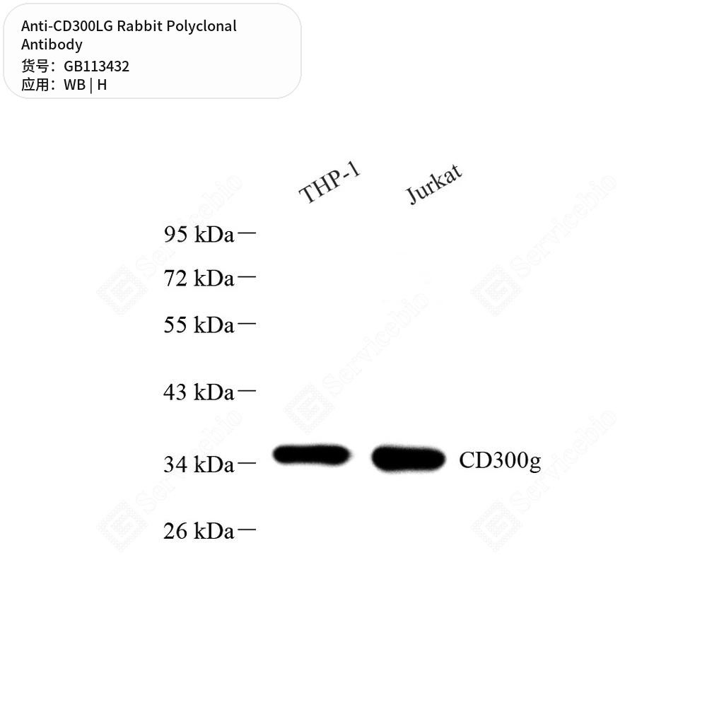 Антитела первичные, поликлональные кролика к CD300LG человека, 50 мкл