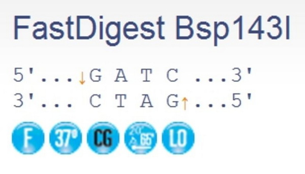 Эндонуклеаза рестрикции ускоренного гидролиза FastDigest Bsp143I, 40 реакций