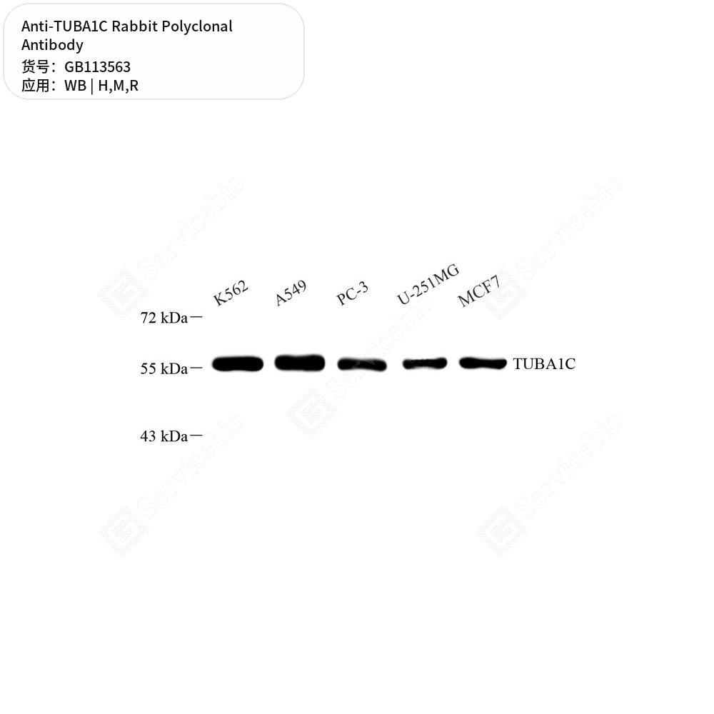 Антитела первичные, поликлональные кролика к TUBA1C крысы, мыши, человека, 100 мкл