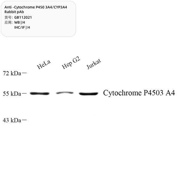 Антитела первичные, поликлональные, Cytochrome P450 3A4/CYP3A4, 100 мкл