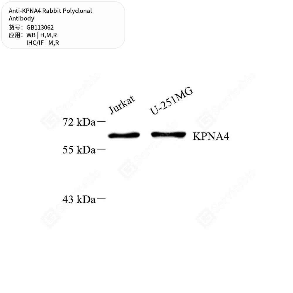 Антитела первичные, поликлональные кролика к KPNA4 крысы, мыши, человека, 50 мкл