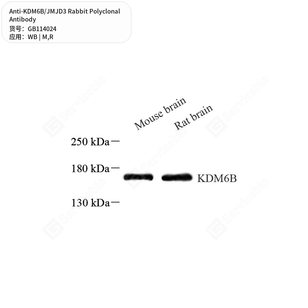 Антитела первичные, поликлональные кролика к KDM6B/JMJD3 крысы, мыши, 50 мкл