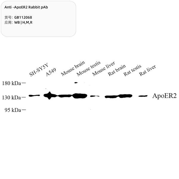 Антитела первичные, поликлональные, ApoER2, 100 мкл