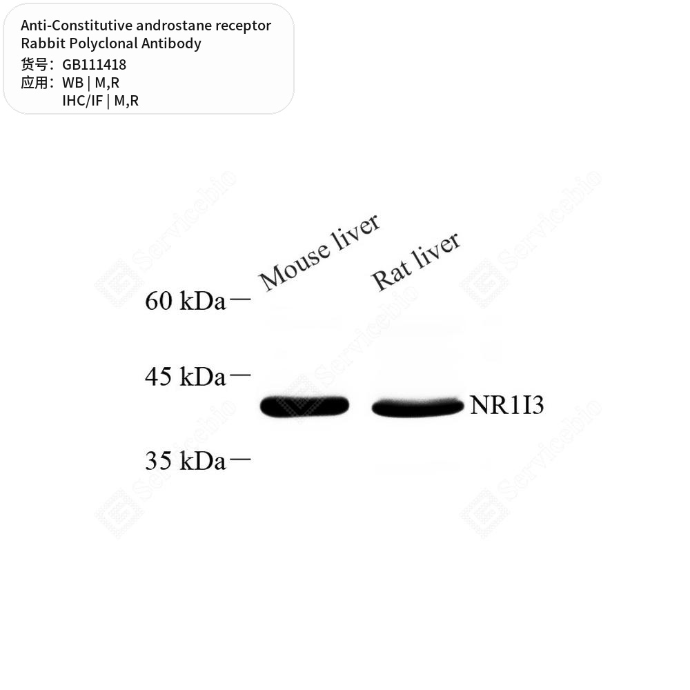 Антитела первичные, поликлональные кролика к Constitutive androstane receptor крысы, мыши, 100 мкл