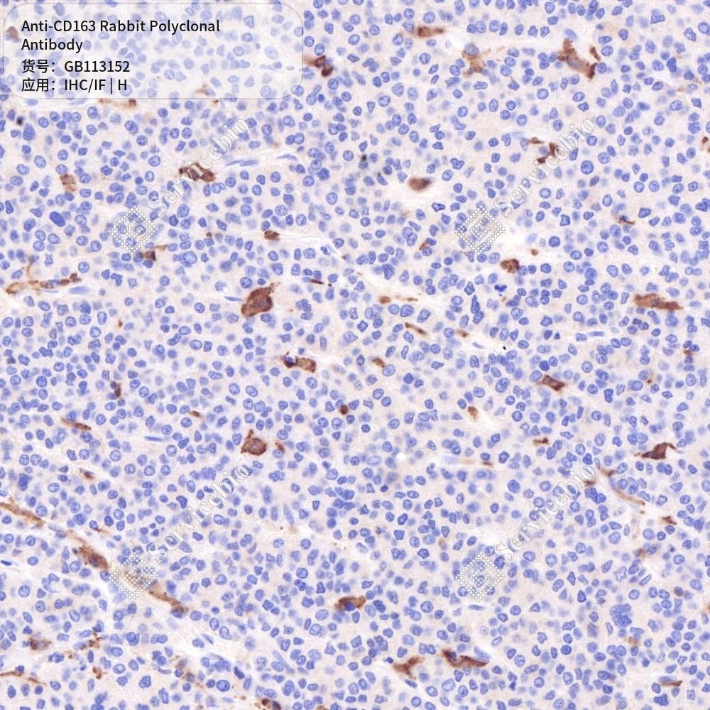 Антитела первичные, поликлональные кролика к CD163 человека, 100 мкл