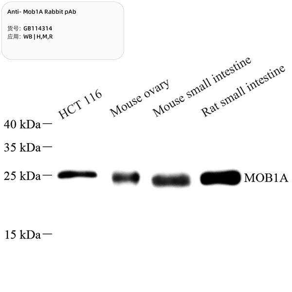 Антитела первичные, поликлональные, Mob1A, 100 мкл