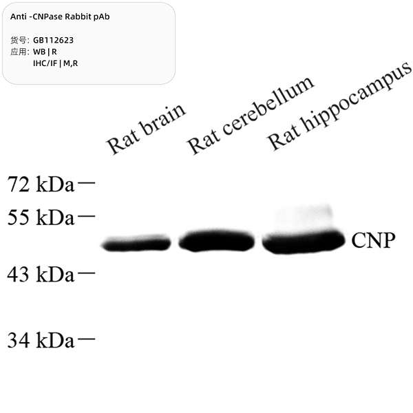 Антитела первичные, поликлональные, CNPase, 100 мкл