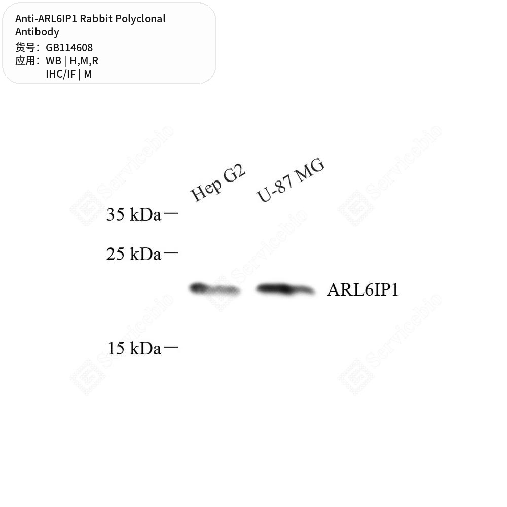 Антитела первичные, поликлональные кролика к ARL6IP1 крысы, мыши, человека, 50 мкл
