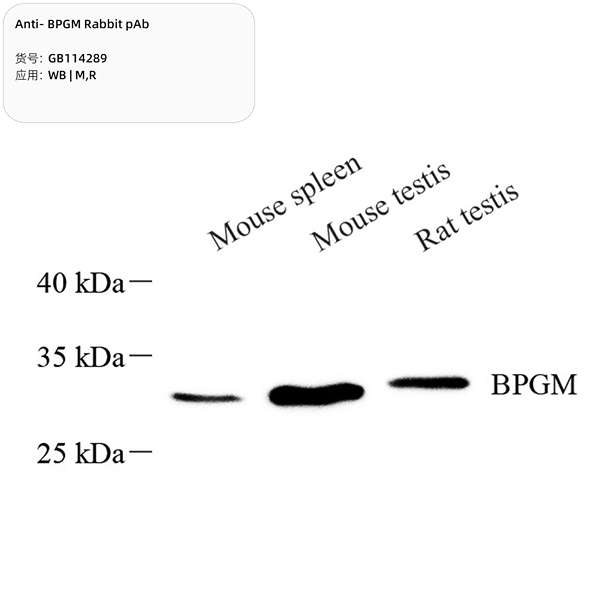 Антитела первичные, поликлональные, BPGM, 100 мкл