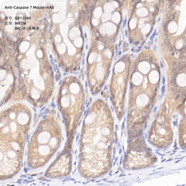 Антитела первичные, моноклональные, Caspase-7, 100 мкл