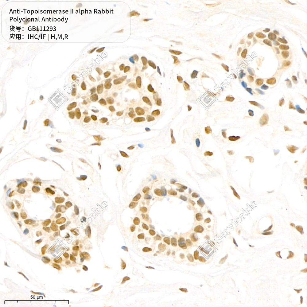 Антитела первичные, поликлональные кролика к Topoisomerase II alpha крысы, мыши, человека, 100 мкл
