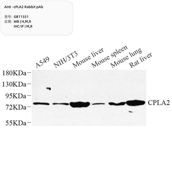 Антитела первичные, поликлональные, cPLA2, 100 мкл