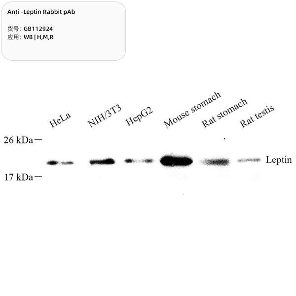 Антитела первичные, поликлональные, Leptin, 100 мкл