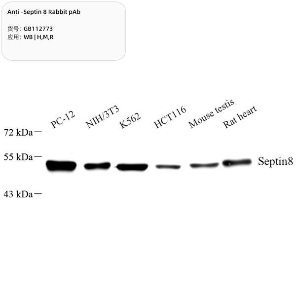 Антитела первичные, поликлональные, Septin 8, 100 мкл