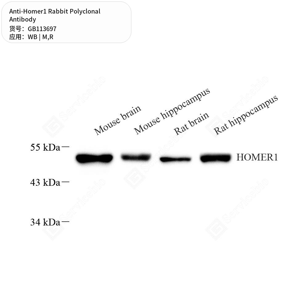 Антитела первичные, поликлональные кролика к Homer1 крысы, мыши, 50 мкл