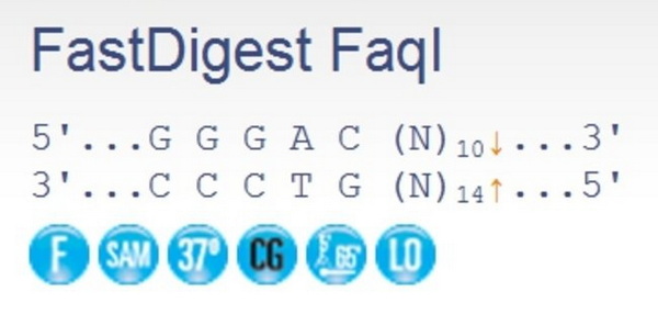 Эндонуклеаза рестрикции ускоренного гидролиза FastDigest FaqI, 20 реакций