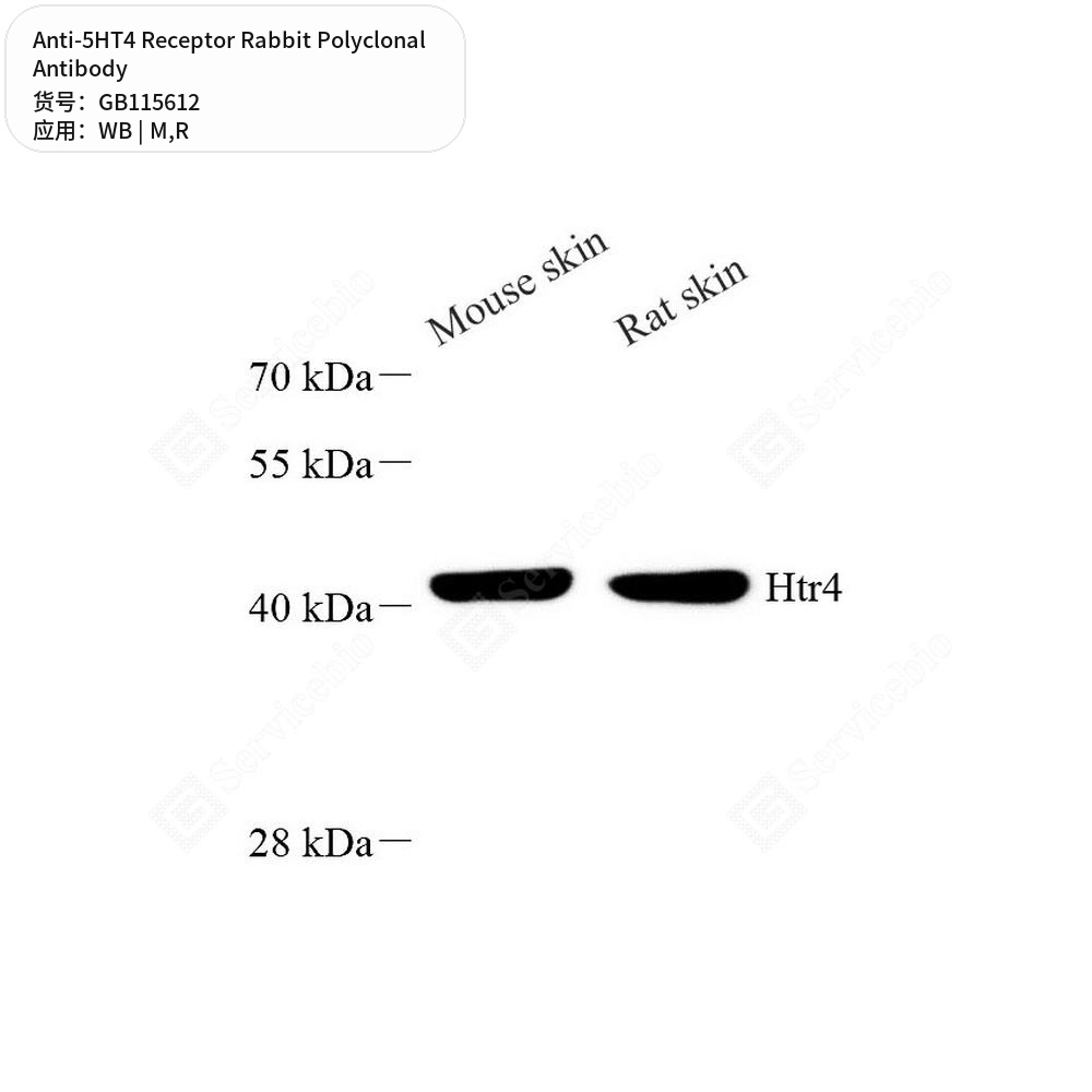 Антитела первичные, поликлональные кролика к 5HT4 Receptor крысы, мыши, 100 мкл