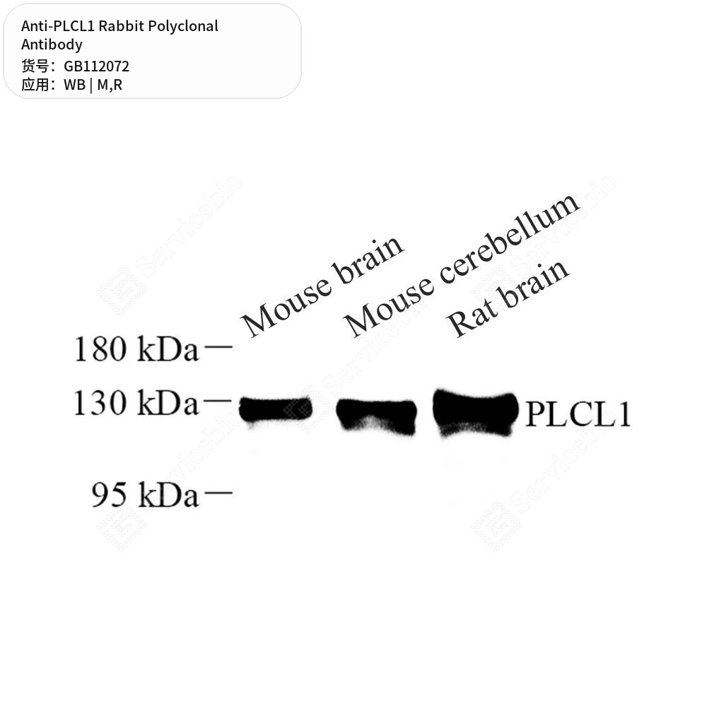 Антитела первичные, поликлональные кролика к PLCL1 крысы, мыши, 100 мкл