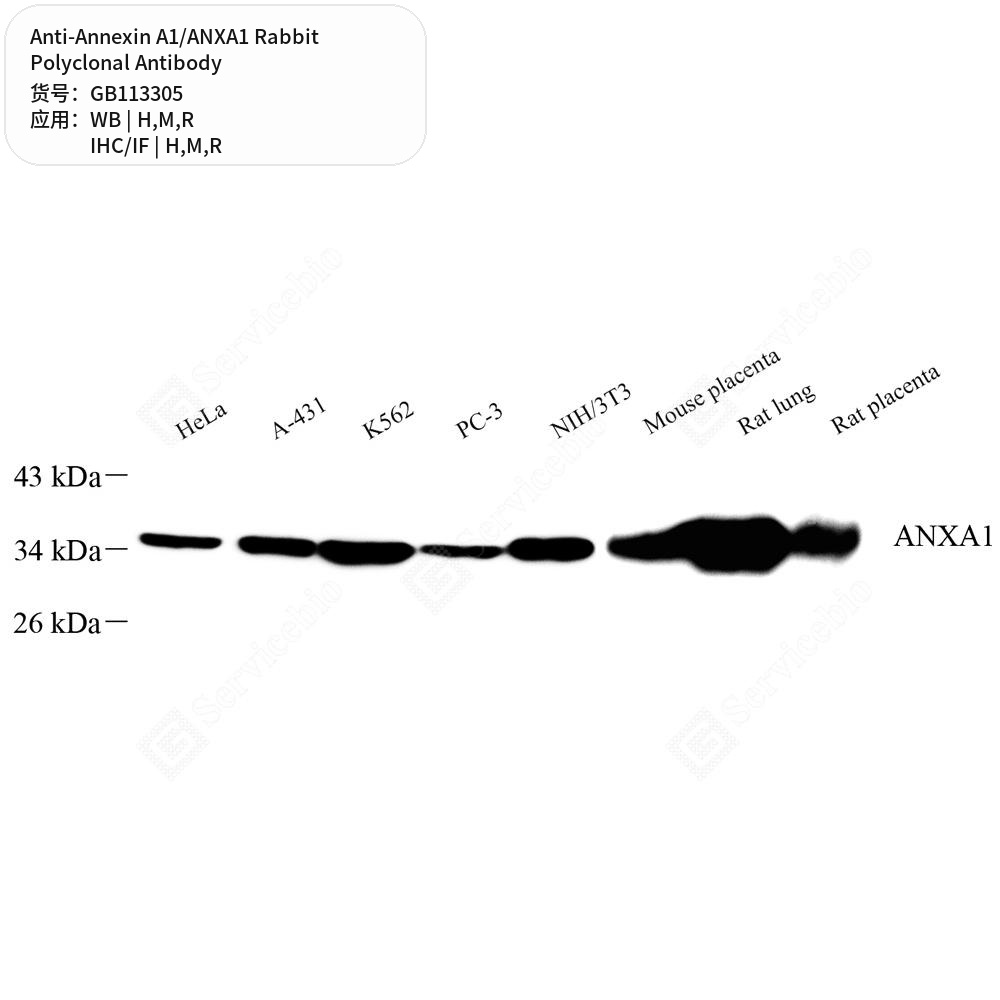 Антитела первичные, поликлональные кролика к Annexin A1/ANXA1 крысы, мыши, человека, 100 мкл