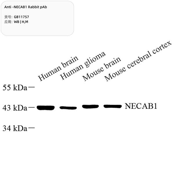 Антитела первичные, поликлональные, NECAB1, 100 мкл