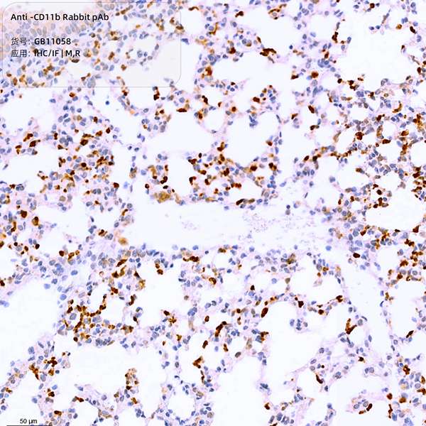 Антитела первичные, поликлональные CD11b, 100 мкл