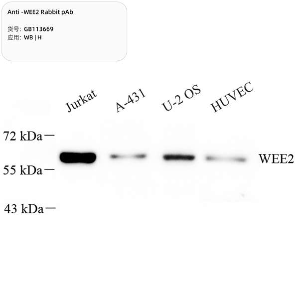 Антитела первичные, поликлональные, WEE2, 100 мкл