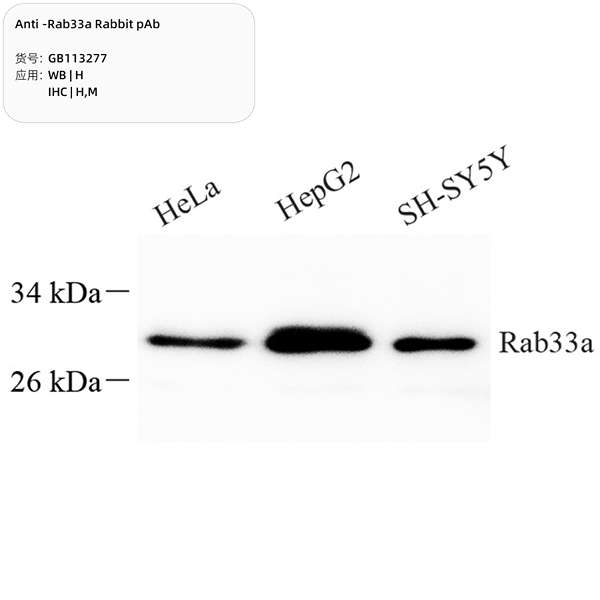 Антитела первичные, поликлональные, Rab33a, 100 мкл