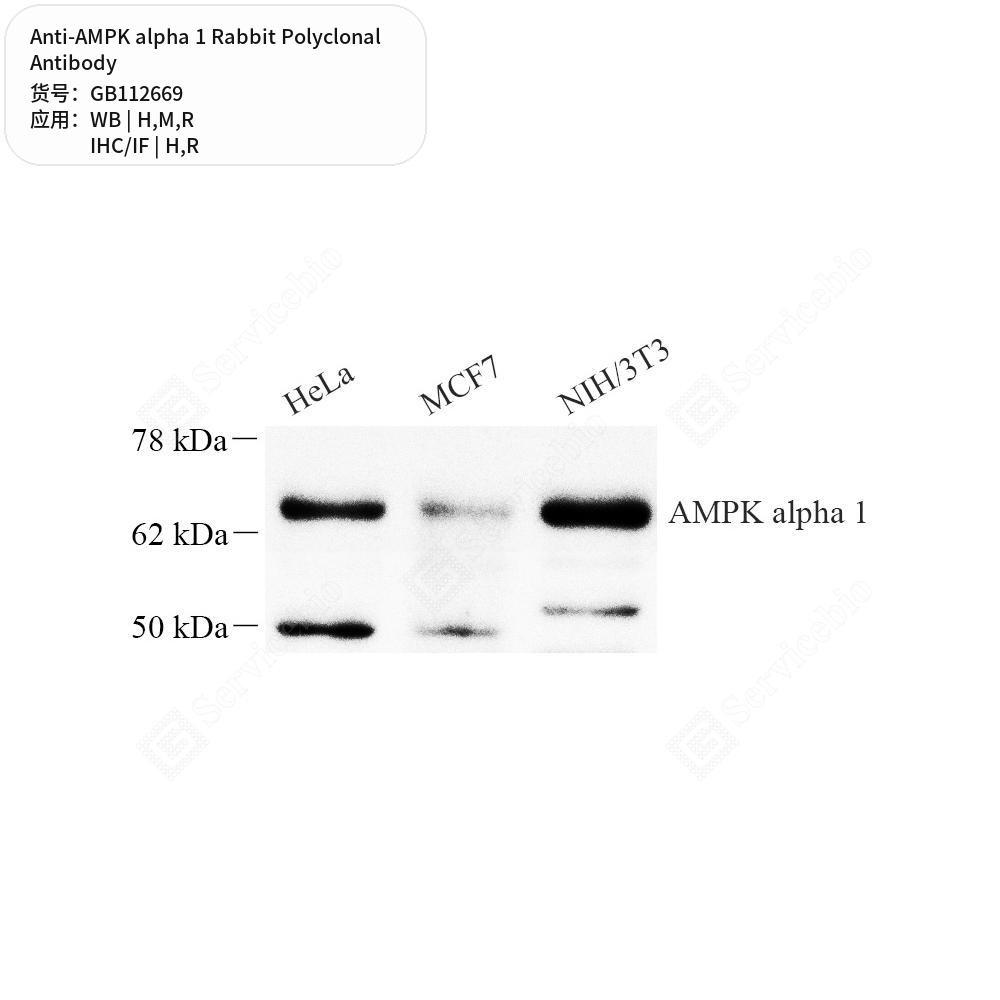 Антитела первичные, поликлональные кролика к AMPK alpha 1 крысы, мыши, человека, 100 мкл