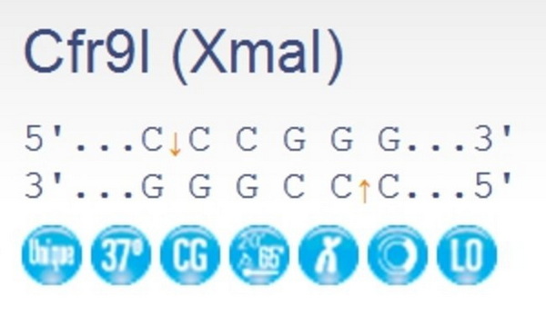 Эндонуклеаза рестрикции Cfr9I (XmaI), 10 ед/мкл, 300 единиц