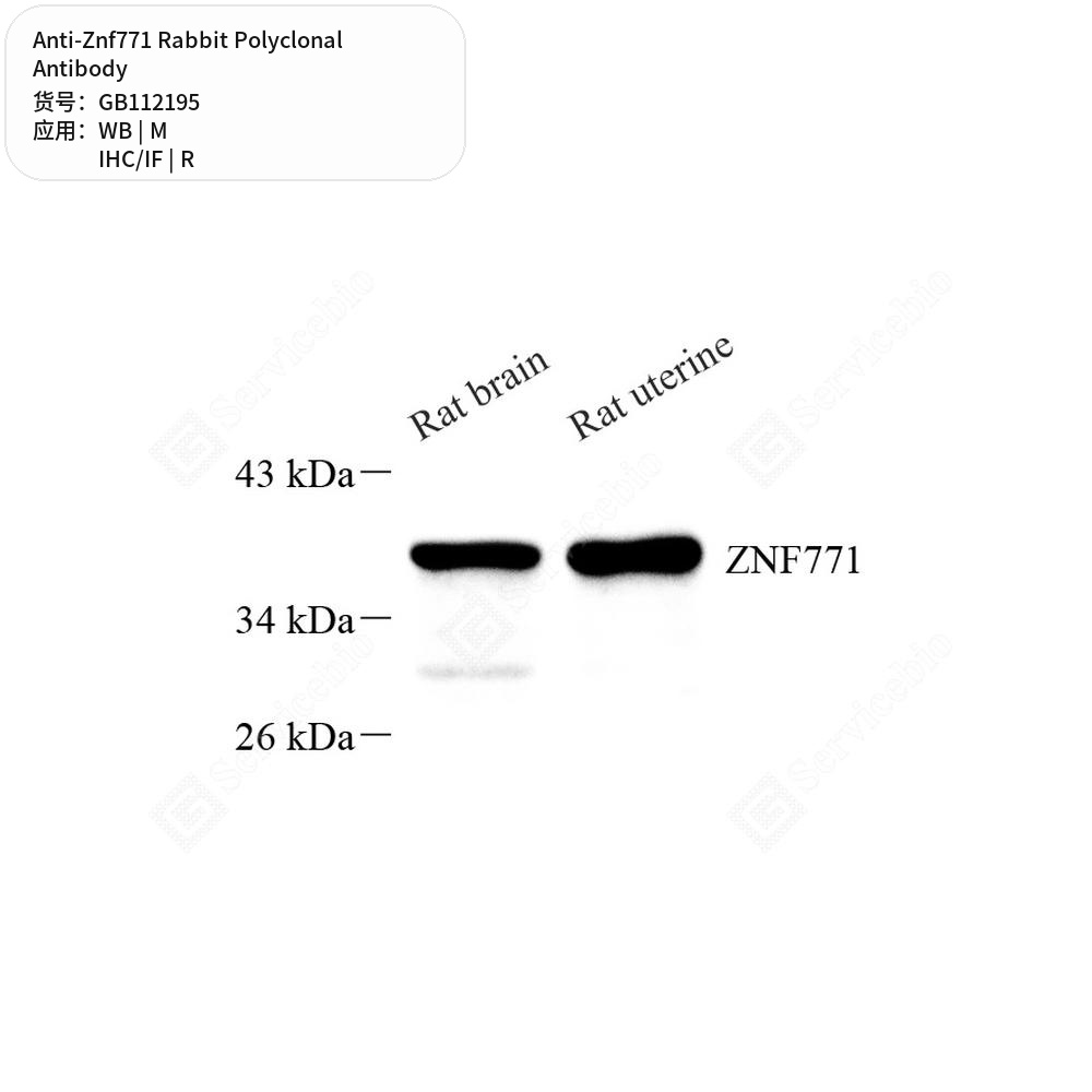Антитела первичные, поликлональные кролика к Znf771 крысы, мыши, 100 мкл