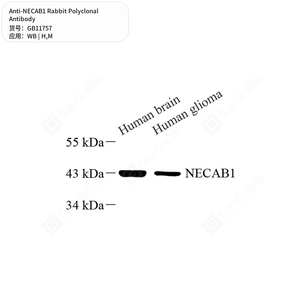 Антитела первичные, поликлональные кролика к NECAB1 мыши, человека, 50 мкл