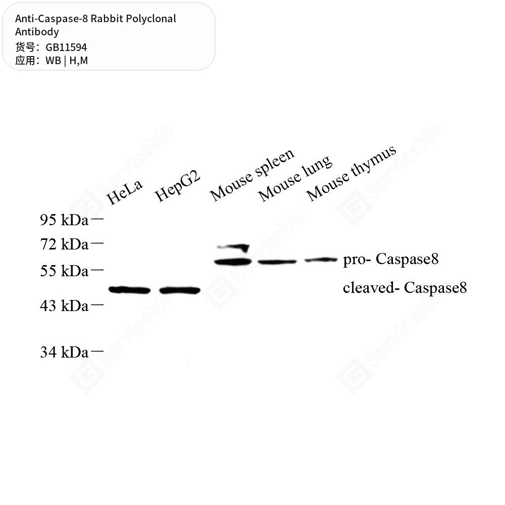 Антитела первичные, поликлональные кролика к Caspase-8 мыши, человека, 50 мкл