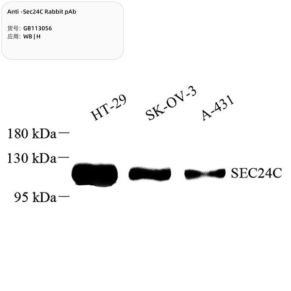 Антитела первичные, поликлональные, Sec24C, 100 мкл