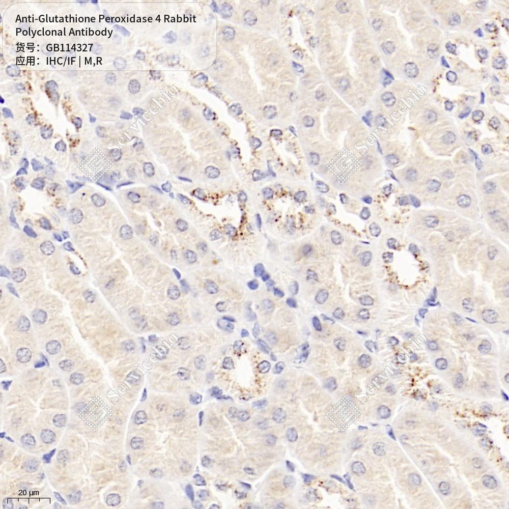 Антитела первичные, поликлональные кролика к Glutathione Peroxidase 4 крысы, мыши, 50 мкл