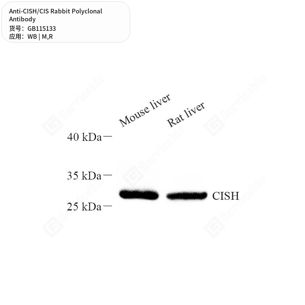 Антитела первичные, поликлональные кролика к CISH/CIS крысы, мыши, 50 мкл