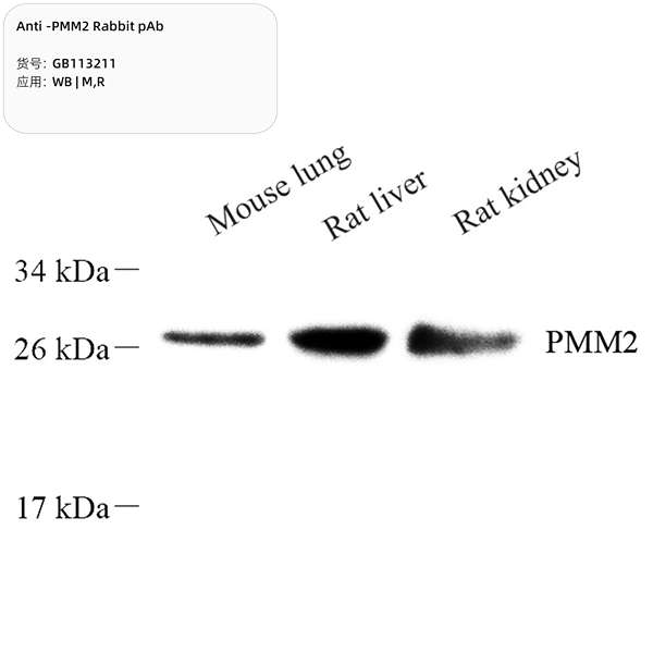Антитела первичные, поликлональные, PMM2, 100 мкл