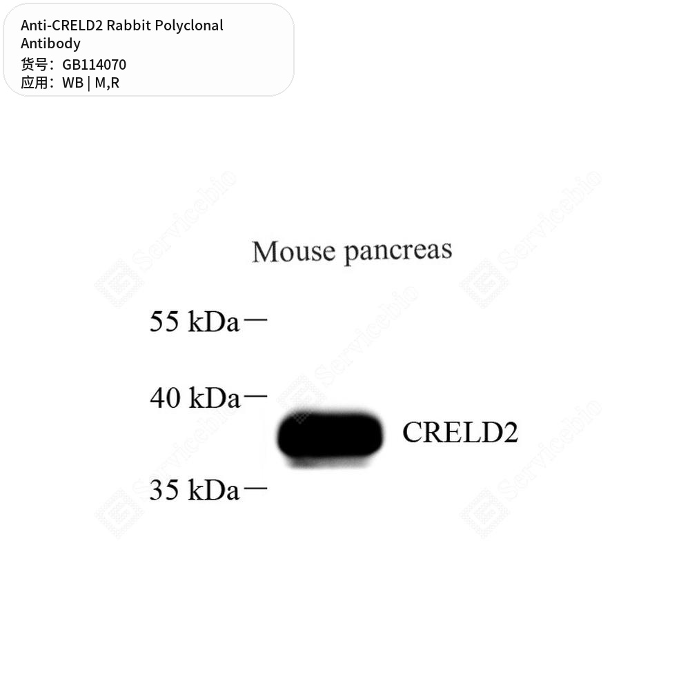 Антитела первичные, поликлональные кролика к CRELD2 крысы, мыши, 100 мкл