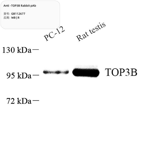 Антитела первичные, поликлональные, TOP3B, 100 мкл