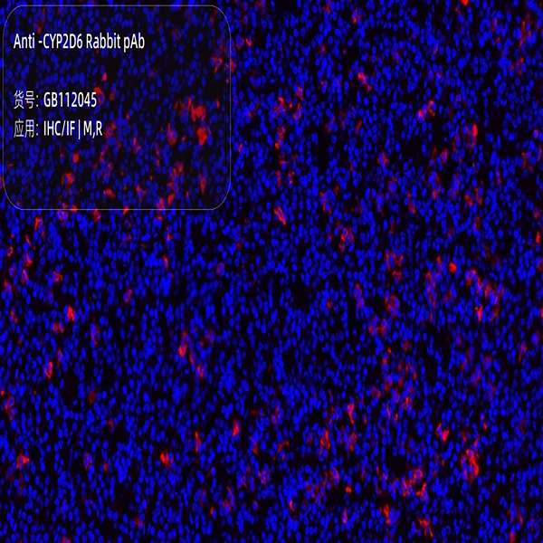 Антитела первичные, поликлональные, CYP2D6, 100 мкл