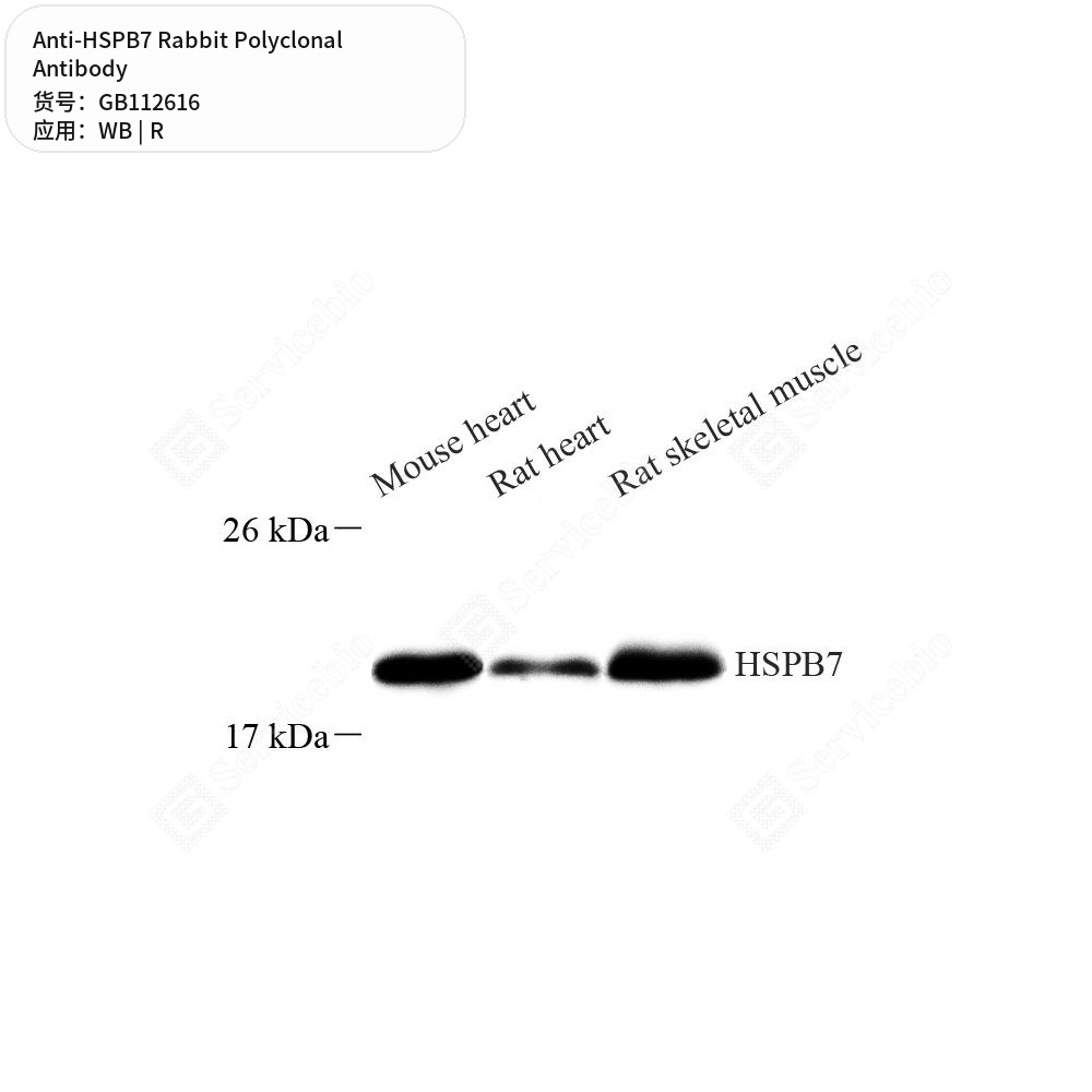 Антитела первичные, поликлональные кролика к HSPB7 крысы, 100 мкл