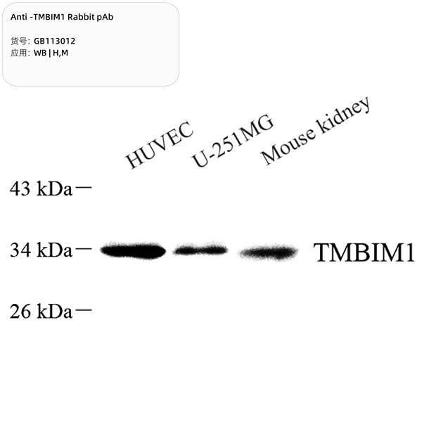 Антитела первичные, поликлональные, TMBIM1, 100 мкл